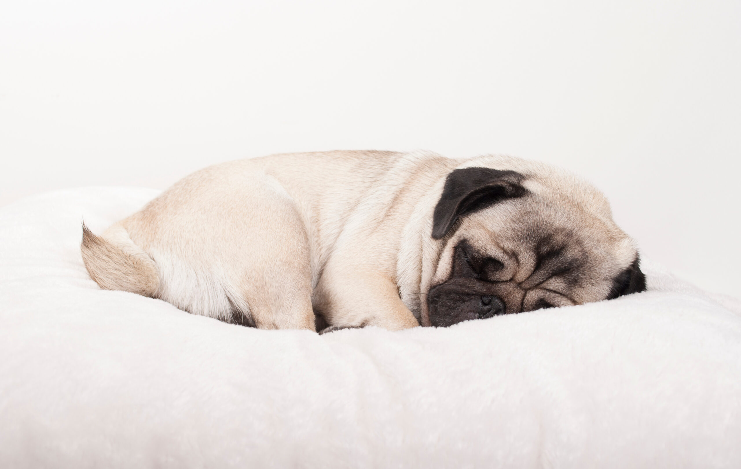 adorable cute pug puppy sleeping on pluche blanket