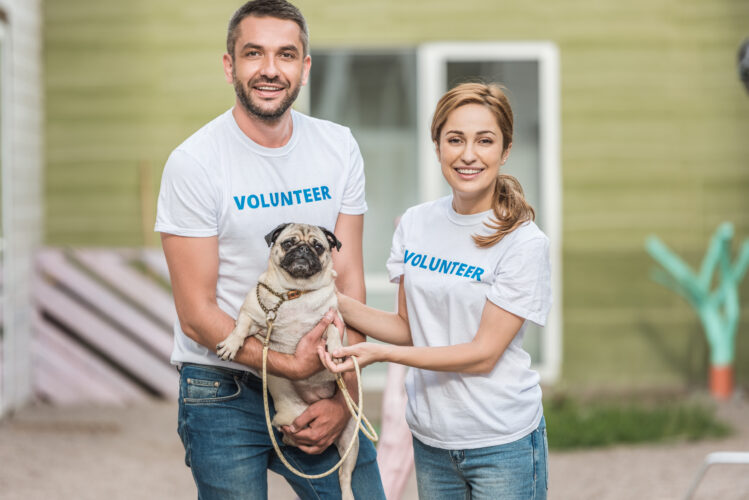 Help Pug Evergreen Pug Rescue – Pug Rescue and Community in Washington State