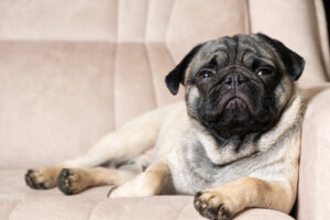 A sad pug lies on the couch and looks away. Care for pugs, their coat, folds, ears and eyes