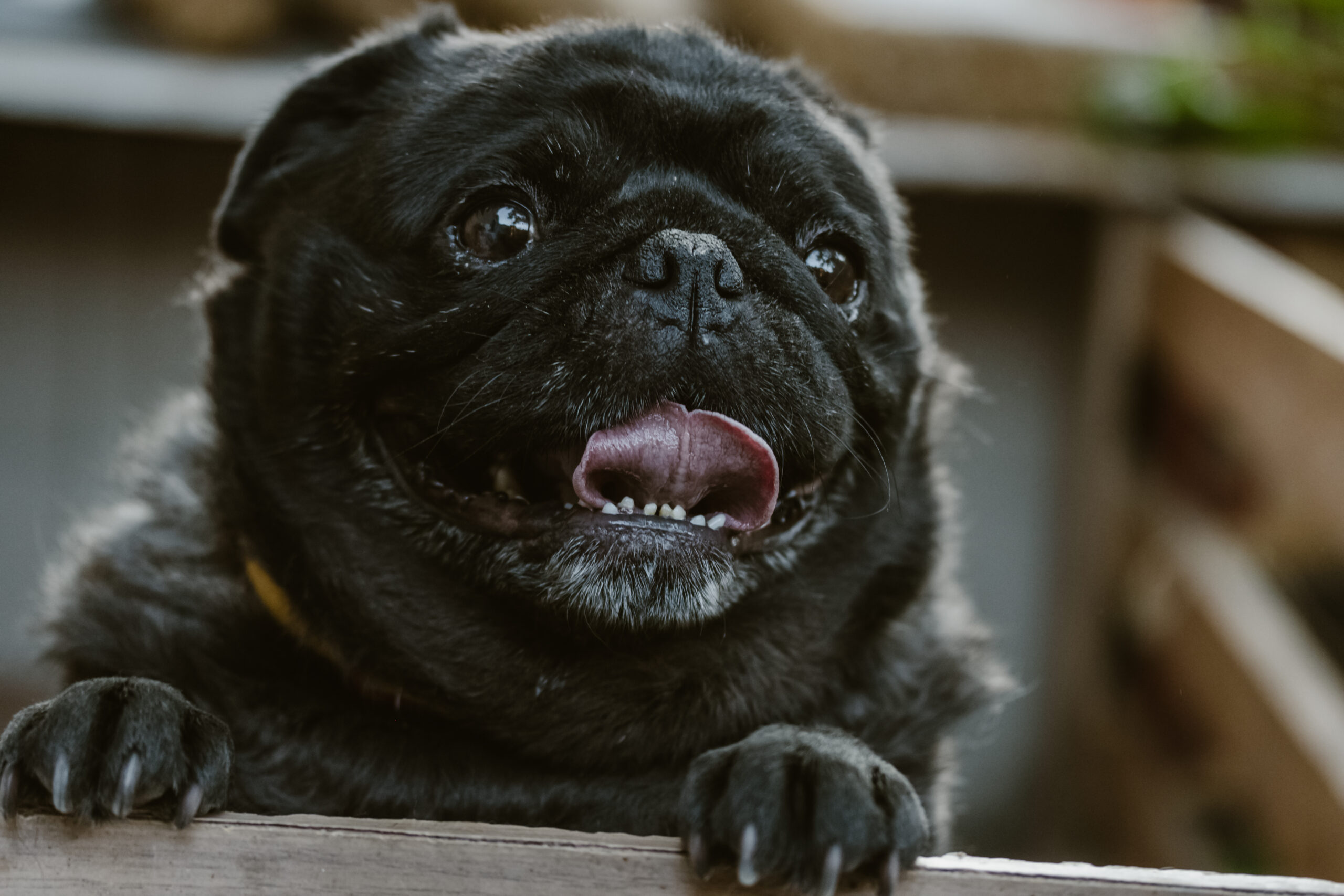 a contented black pug staring off into the distance.