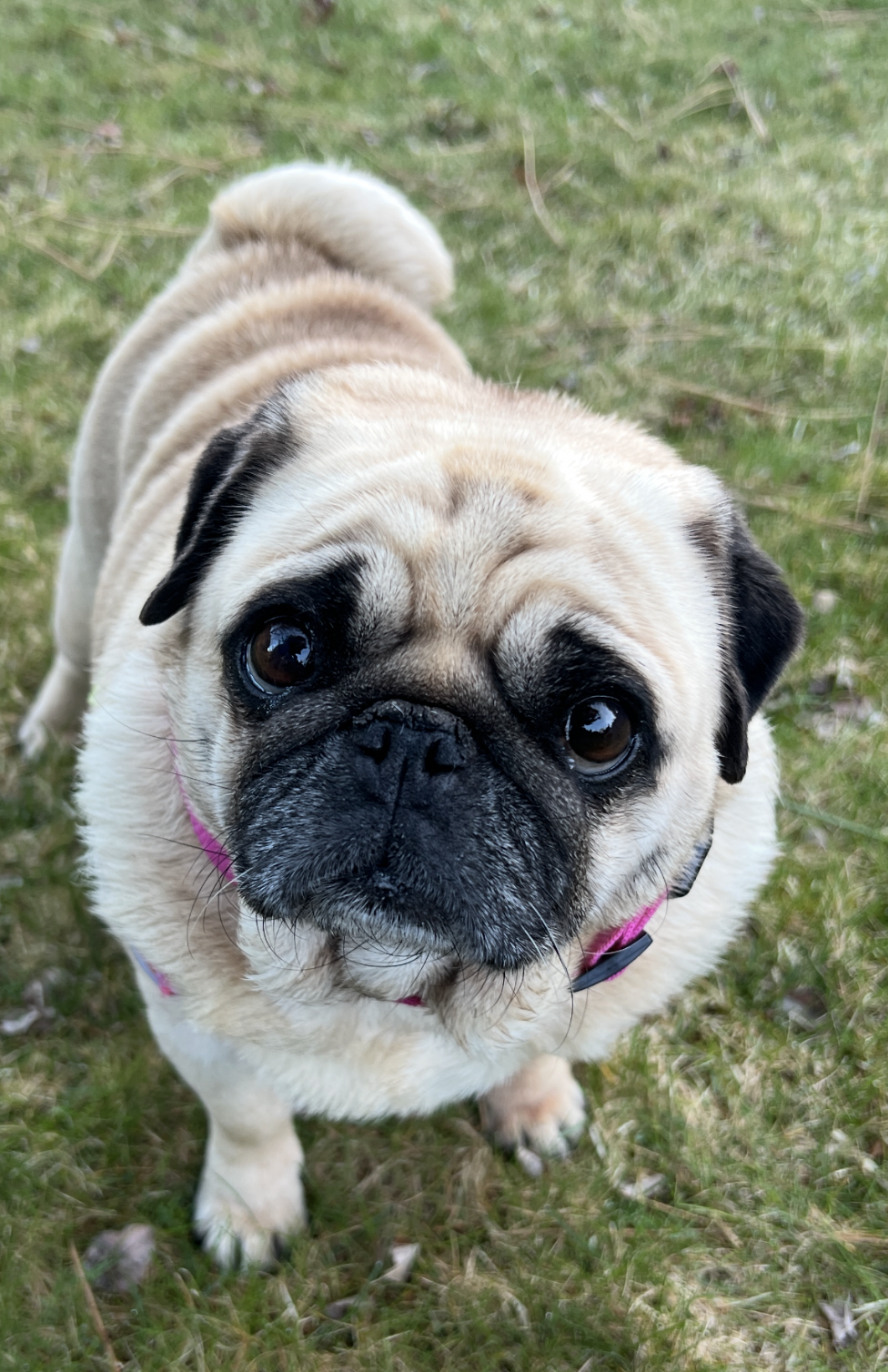 Help Pug Adoption Process – Evergreen Pug Rescue