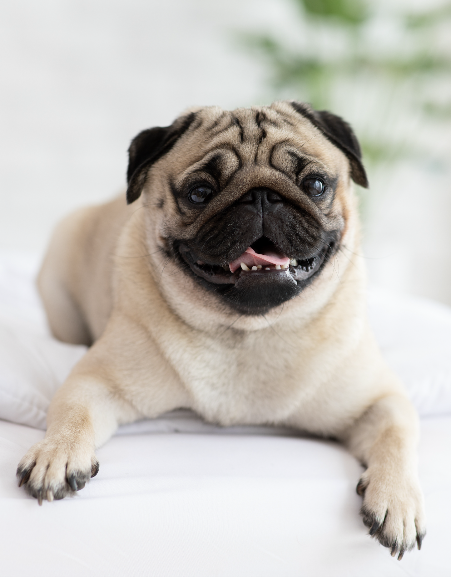 Help Pug About Us – Evergreen Pug Rescue