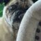 Bosley