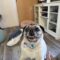 Bosley