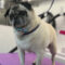 Bosley