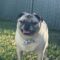 Bosley
