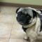 Rocco