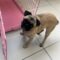 Maisy