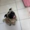 Maisy