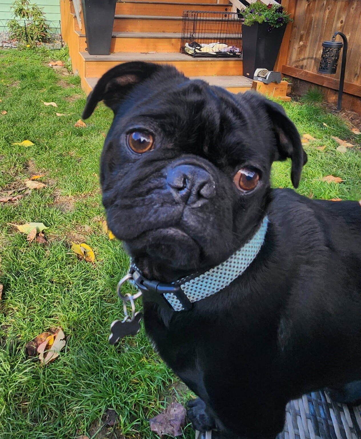 Help Pug Medical Help – Evergreen Pug Rescue