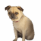 Elliott