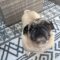 Adelle