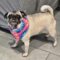 Mary Pugpins