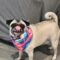 Mary Pugpins