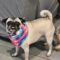 Mary Pugpins