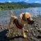 Pip