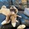 Mary Pugpins