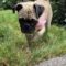 Lucy