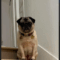 Mary Pugpins