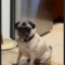 Mary Pugpins