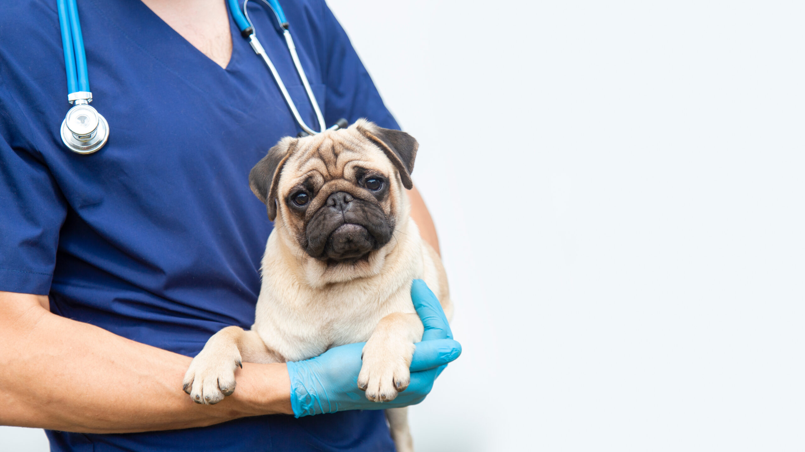 Cropped image of handsome male veterinarian doctor with stethoscope holding cute funny pug puppy in arms in veterinary clinic on white background. banner copy space