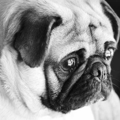 Pug3